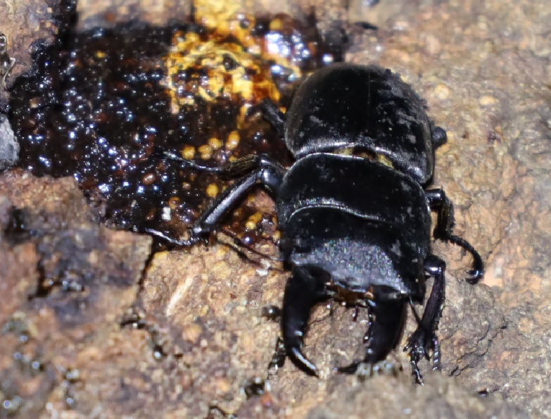 ヒラタクワガタ♂（別アングル）_団地前のクヌギ_2023年6月8日19時25分気温21.5度 小雨